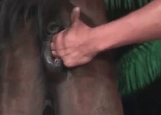 Crazy naughty zoophile is sucking a juicy horse ass
