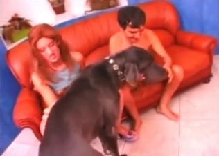 Couple is playing with a boxer