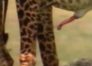 You can see giraffe's hot boner here