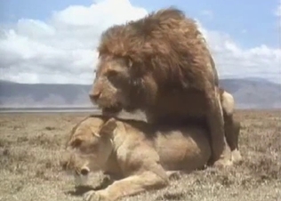 Brutal lion fucked a sexy lioness from behind