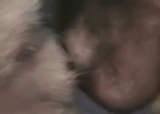 Stunning anal sex with a doggy in the close-up scene
