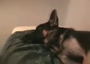 Stunning anal sex with a doggy in the close-up scene