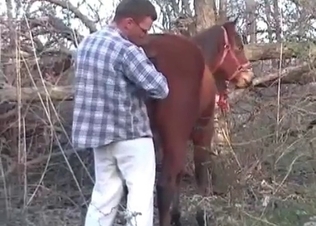 Zoophile is exploring a tight anal hole of a horse