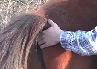 Zoophile is exploring a tight anal hole of a horse