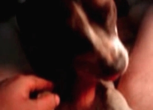 Small doggy suck a dick of a crazy zoophile fucker
