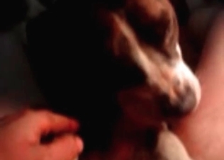 Small doggy suck a dick of a crazy zoophile fucker