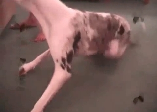 Black guy is sucking his dog's dick in the close-up