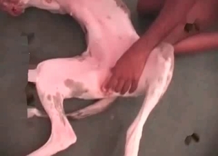 Black guy is sucking his dog's dick in the close-up