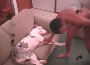 Black guy is sucking his dog's dick in the close-up