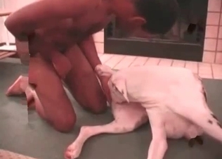Black guy is sucking his dog's dick in the close-up