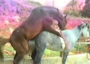 Horse is getting fucked by the filthy guys