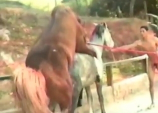 Horse is getting fucked by the filthy guys