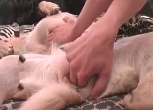 Amateur zoophile is preparing her doggy for the action