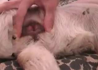 Amateur zoophile is preparing her doggy for the action