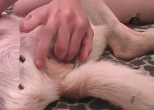 Amateur zoophile is preparing her doggy for the action