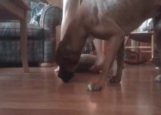 Naughty zoophile is getting licked by her home hound