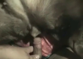 Guy is shoving his finger in a doggy's anal hole