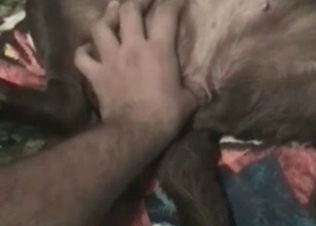 Guy is shoving his finger in a doggy's anal hole