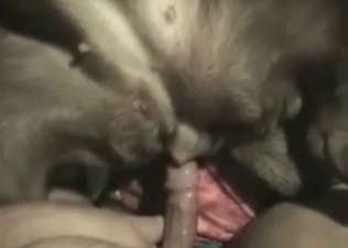 Guy is shoving his finger in a doggy's anal hole