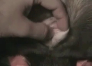 Guy is shoving his finger in a doggy's anal hole