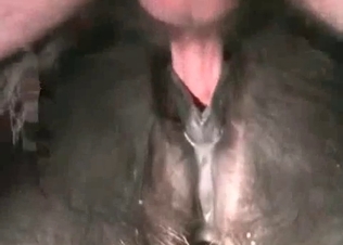 Black horse is getting screwed hard and deep on the cam