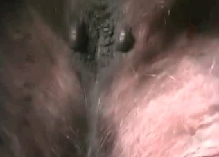 Black horse is getting screwed hard and deep on the cam