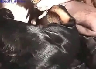 Dog's butt is being pounded hard in the bestial scene