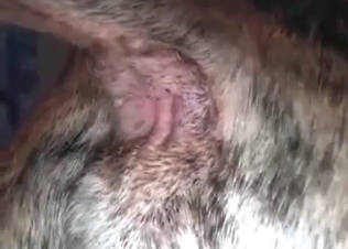 Ass to ass sex with a doggy and a zoophile slut