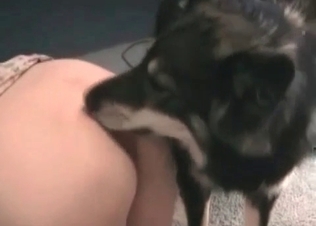 Playful husky and a big-breasted zoophile in the bed