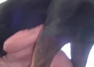 Horny Doberman and a zoophile in the bedroom