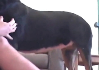Horny Doberman and a zoophile in the bedroom