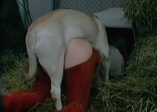 White doggy is penetrating her little juicy twat