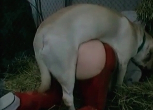 White doggy is penetrating her little juicy twat