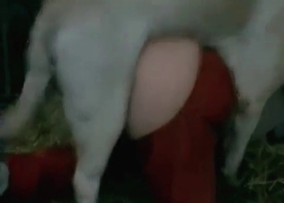 White doggy is penetrating her little juicy twat