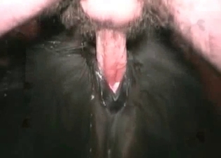 Very dirty and disgusting anal sex with an animal