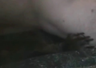 Guy is preparing his doggy for an upcoming sex