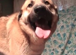 Amazing sex with a cute doggy and a zoophile