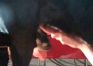 Zoo porn in the close-up with a filthy zoophile