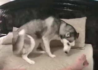 Husky is getting screwed hard in the asshole