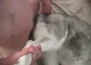 Husky is getting screwed hard in the asshole