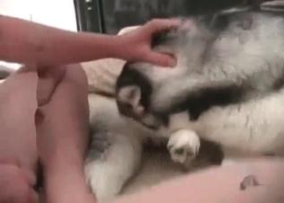 Husky is getting screwed hard in the asshole