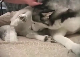Husky is getting screwed hard in the asshole