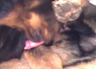 Sensual hunter enjoys a dirty anal action