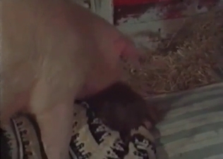 Big pink pork drills an innocent slut in the barn