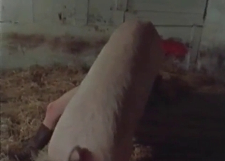 Big pink pork drills an innocent slut in the barn