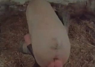 Big pink pork drills an innocent slut in the barn