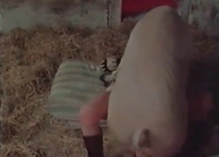 Big pink pork drills an innocent slut in the barn