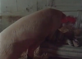 Big pink pork drills an innocent slut in the barn
