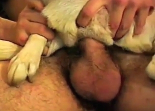 Dude is wearing doggy's asshole on his hard dick