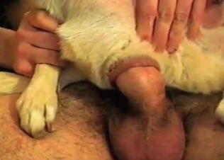 Dude is wearing doggy's asshole on his hard dick